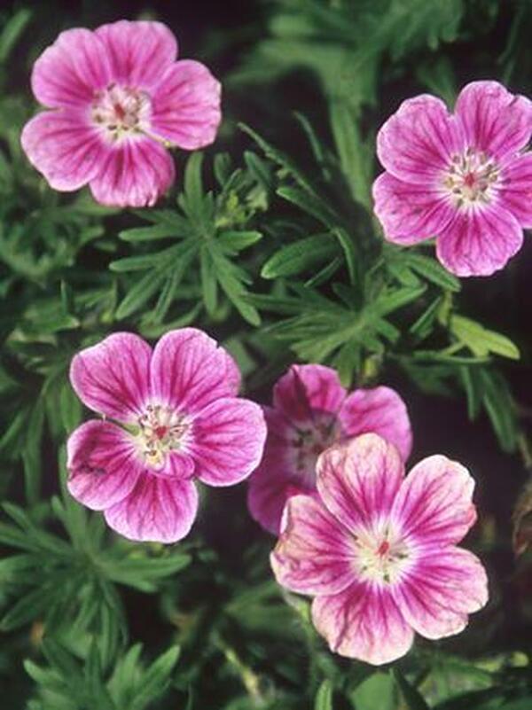 Image of Geranium sanguineum 'Elke'|Juniper Level Botanic Gdn, NC|JLBG