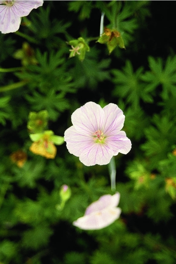 Image of Geranium sanguineum var. striatum|Juniper Level Botanic Gdn, NC|JLBG