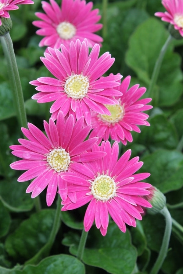 Image of Gerbera 'Drakensberg Carmine'|Juniper Level Botanic Gdn, NC|JLBG