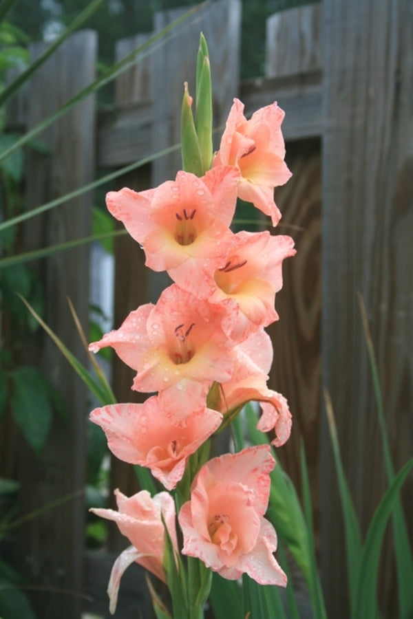 Image of Gladiolus 'Old Fort'|Juniper Level Botanic Gdn, NC|JLBG
