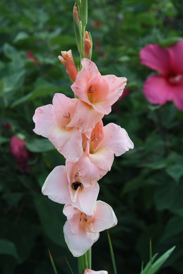 Image of Gladiolus 'Old Fort'|Juniper Level Botanic Gdn, NC|JLBG