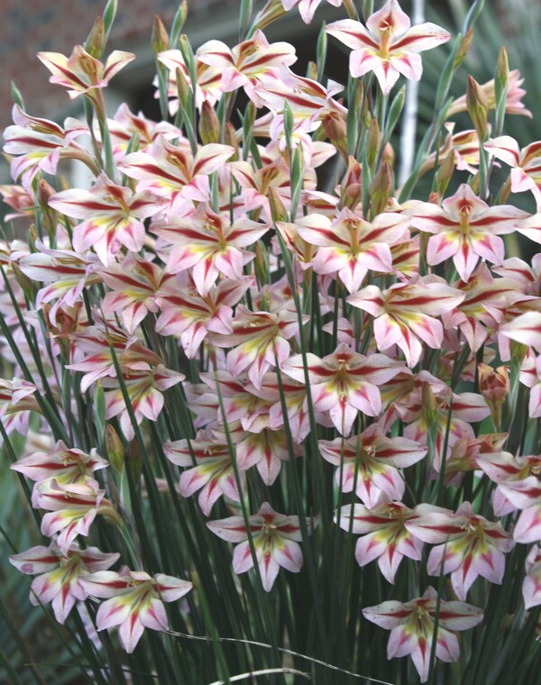 Image of Gladiolus 'Rosy Cheeks'|Juniper Level Botanic Gdn, NC|JLBG