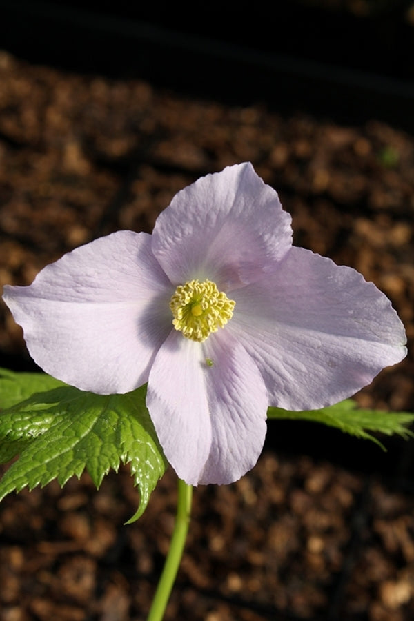 Image of Glaucidium palmatum||