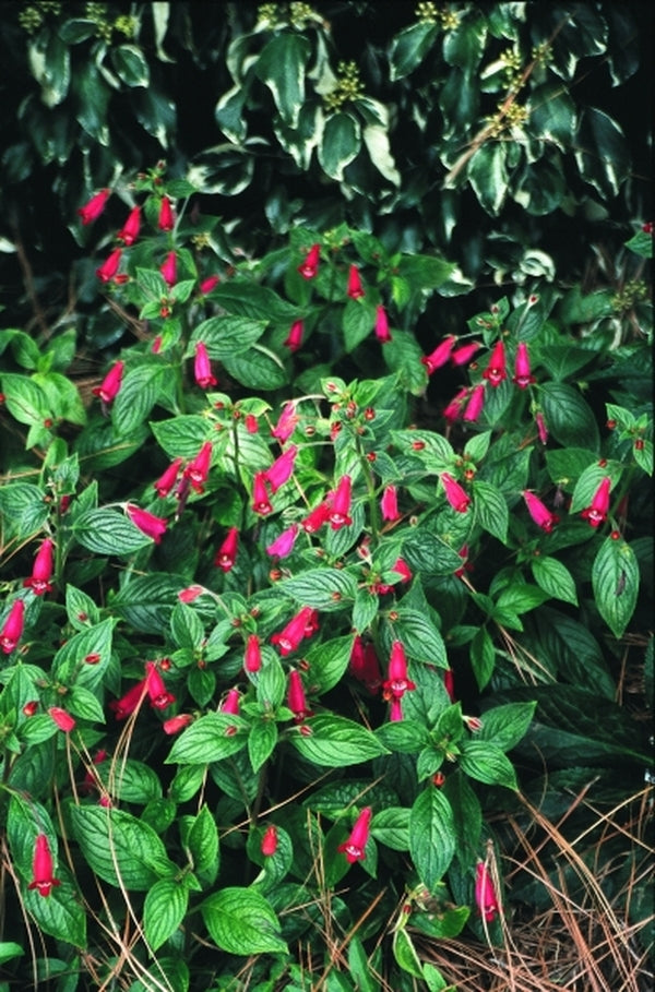 Image of Gloxinia 'Chic'|Juniper Level Botanic Gdn, NC|JLBG