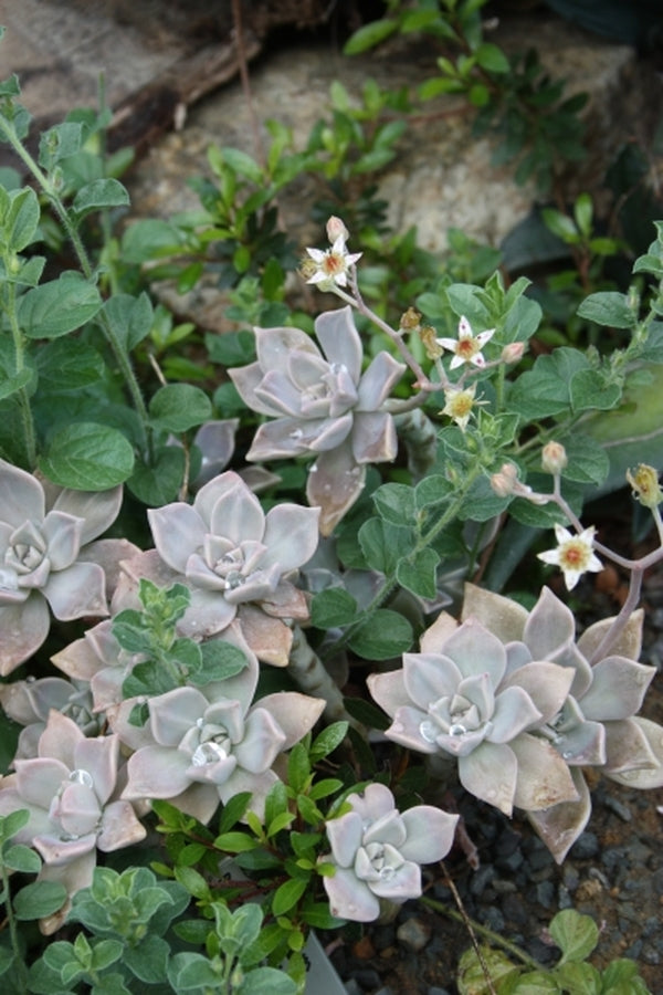 Image of Graptopetalum paraguayense|Juniper Level Botanic Gdn, NC|JLBG