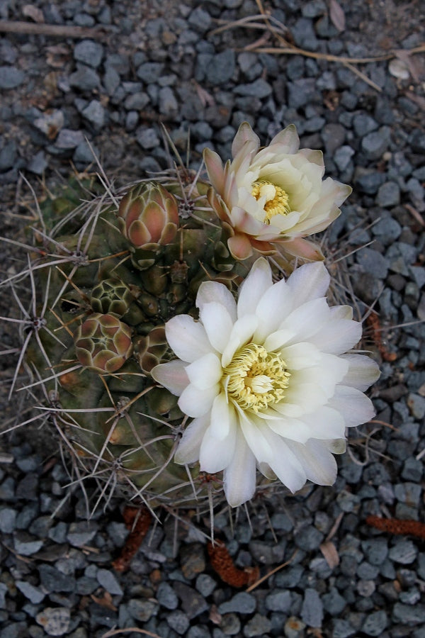 Image of Gymnocalycium deeszianum ||