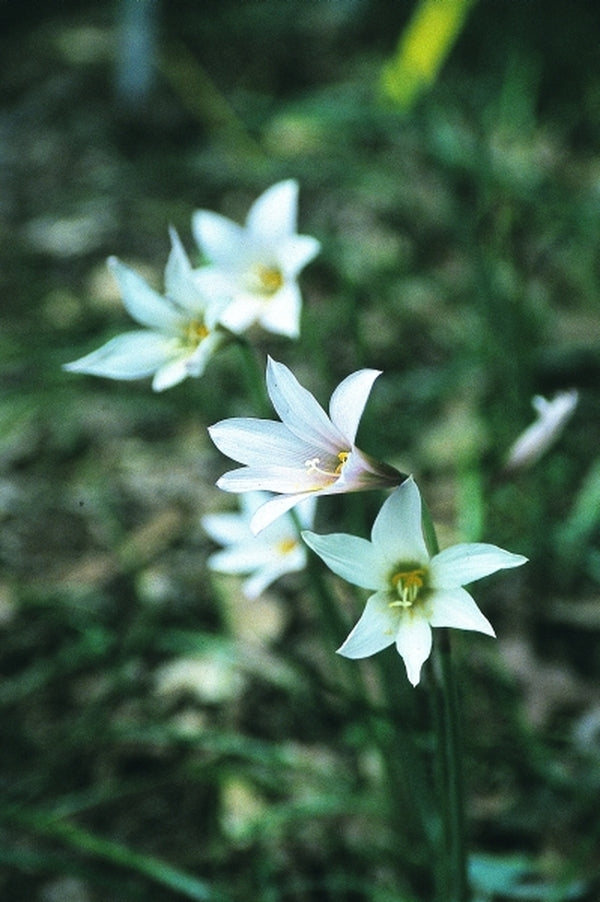 Image of Habranthus martinezii|Juniper Level Botanic Gdn, NC|JLBG