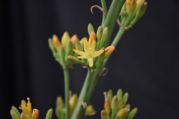 Image of Hansara 'Jumping Jacks' PP 31,628|Walters Gardens, MI|H. Hansen