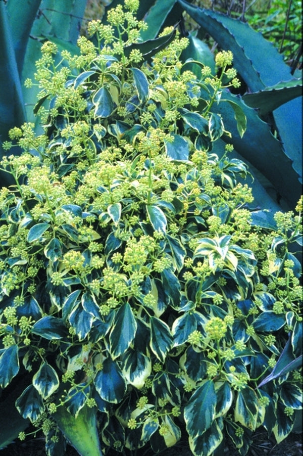 Image of Hedera algeriensis 'Whipped Cream'|Juniper Level Botanic Gdn, NC|JLBG