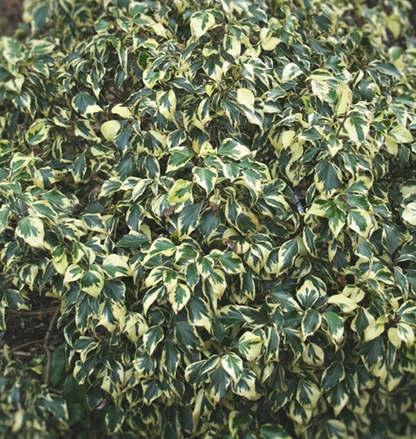 Image of Hedera helix 'Buttermint'||