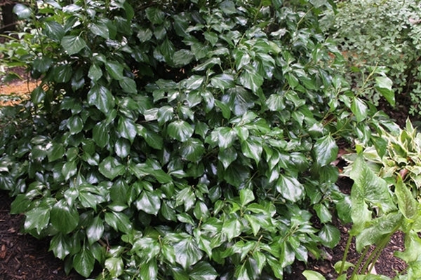 Image of Hedera helix 'Prince Avenue'||