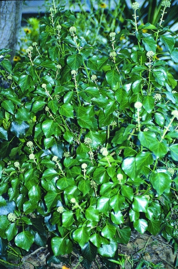 Image of Hedera helix forma poetarum 'Poetica Arboreum'|Juniper Level Botanic Gdn, NC|JLBG