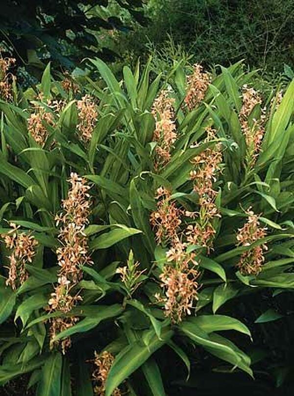 Image of Hedychium 'Carnival'|Juniper Level Botanic Gdn, NC|JLBG