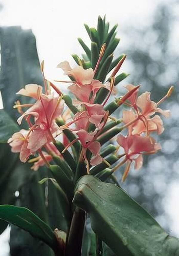 Image of Hedychium 'Elizabeth'|Juniper Level Botanic Gdn, NC|JLBG
