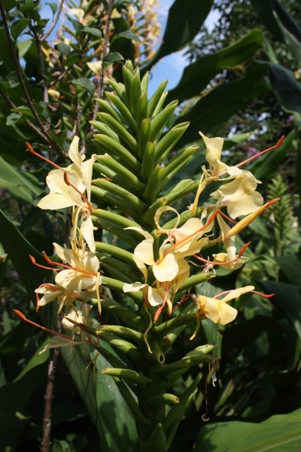 Image of Hedychium 'Extendum'|Juniper Level Botanic Gdn, NC|JLBG