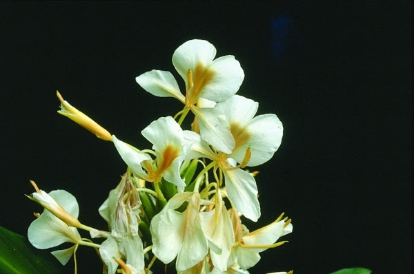 Image of Hedychium 'Gold Flame'|Gainesville Tree Farm, FL|R. Adams