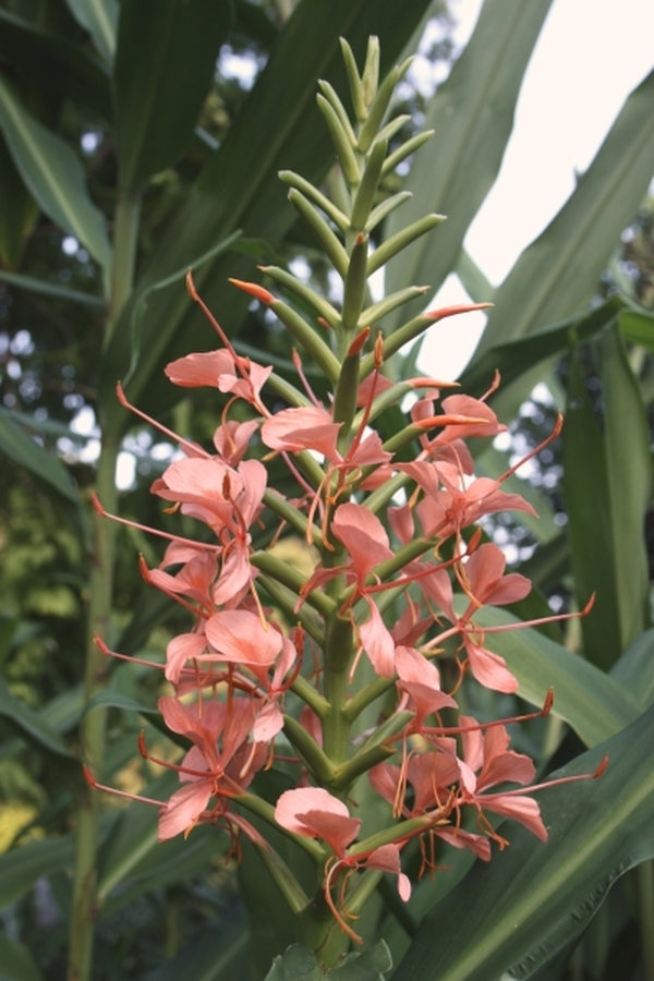Image of Hedychium 'Palani'|Juniper Level Botanic Gdn, NC|JLBG