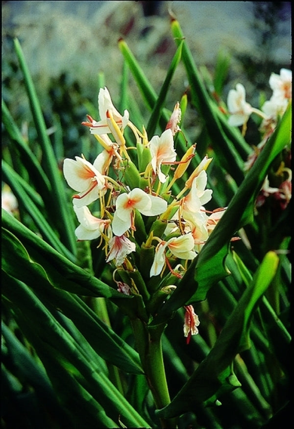 Image of Hedychium 'Peach Delight'|Juniper Level Botanic Gdn, NC|JLBG
