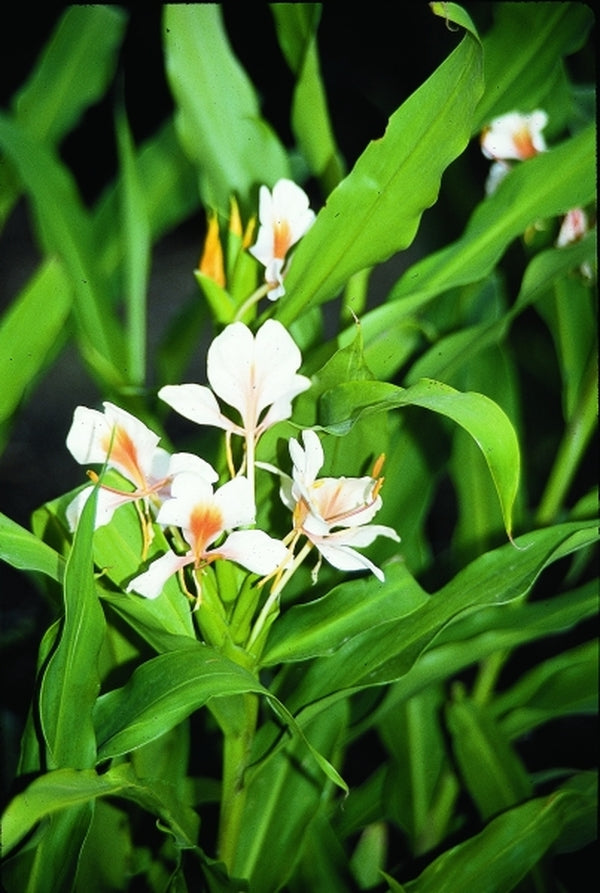 Image of Hedychium 'Pink Flame'|Juniper Level Botanic Gdn, NC|JLBG