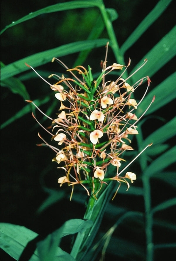 Image of Hedychium coccineum 'Disney'|F. Galloway Gdn, NC|