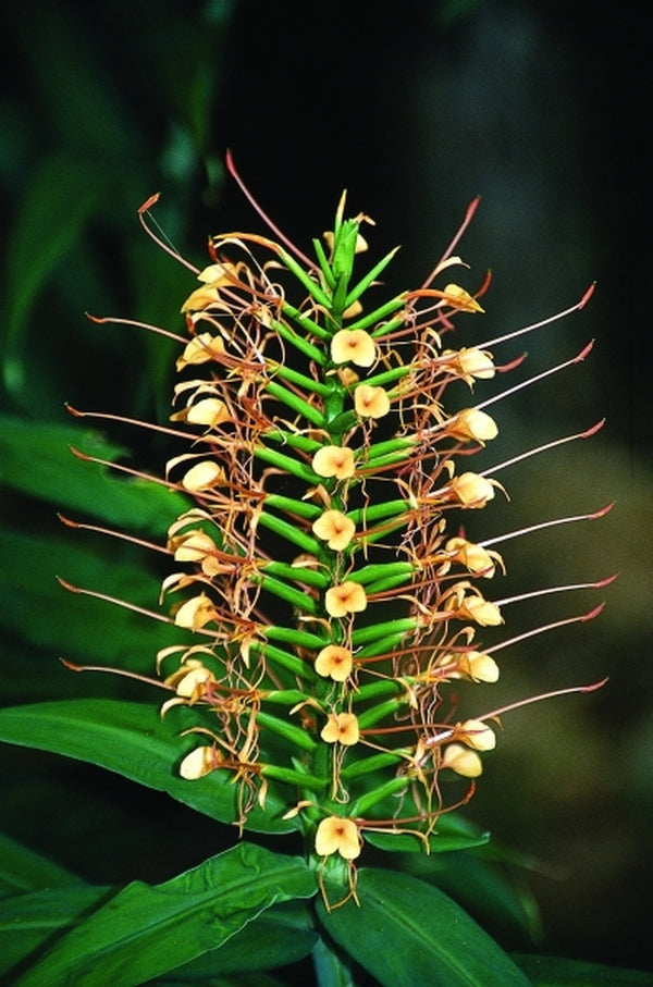 Image of Hedychium coccineum 'Disney'|F. Galloway Gdn, NC|