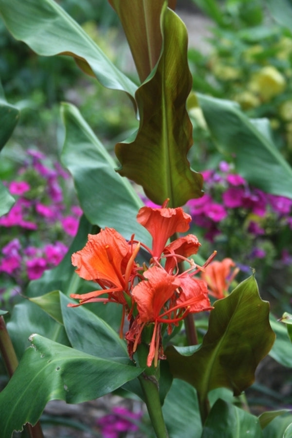 Image of Hedychium greenii|Juniper Level Botanic Gdn, NC|JLBG