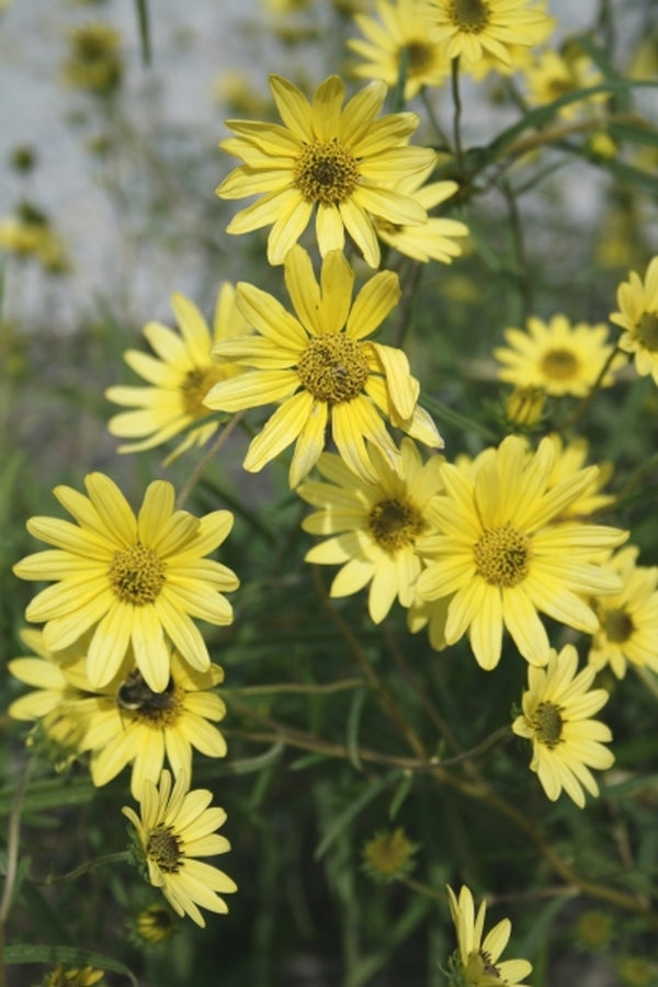 Image of Helianthus simulans 'Matanzas Creek'|Juniper Level Botanic Gdn, NC|JLBG