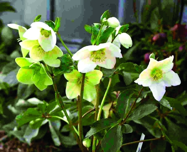 Image of Helleborus 'Snow White'|Briggs Nursery, OR|Briggs Nursery