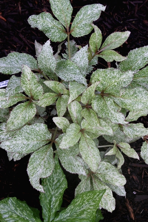 Image of Helleborus argutifolius 'Snow Fever' PP 23,880|Juniper Level Botanic Gdn, NC|JLBG