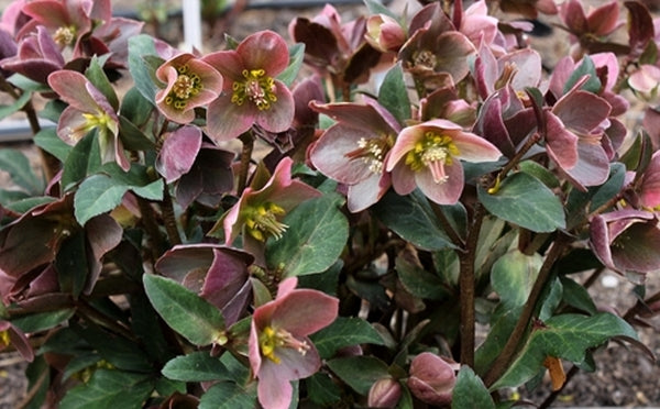 Image of Helleborus x ballardiae 'Merlin' PP 22,350||