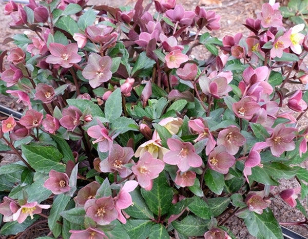 Image of Helleborus x ballardiae 'Merlin' PP 22,350||