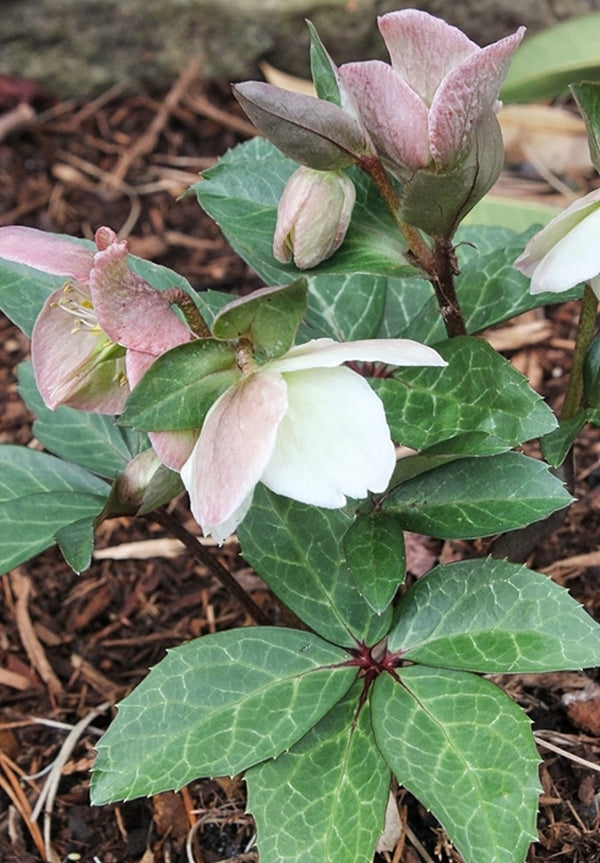 Image of Helleborus x ballardiae 'Raulston Remembered'|Juniper Level Botanic Gdn, NC|JLBG