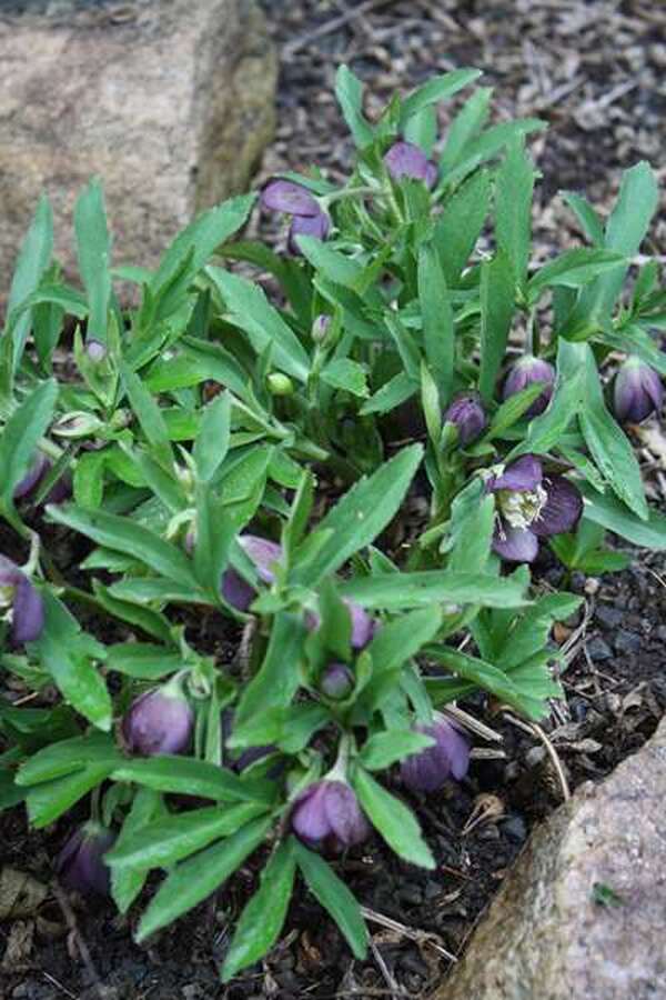 Image of Helleborus croaticus coll. #WM12.1