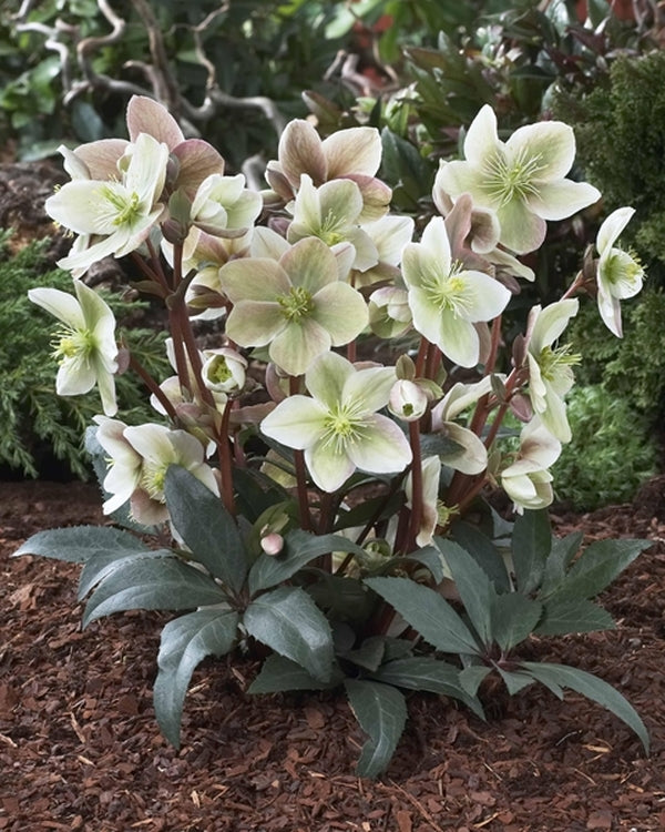 Image of Helleborus x ericsmithii 'Winter Sunshine' PP 20,979|Holland|Bartels Stek