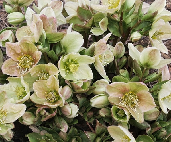 Image of Helleborus x ericsmithii 'Champion' 3 QT|Juniper Level Botanic Gdn, NC|JLBG