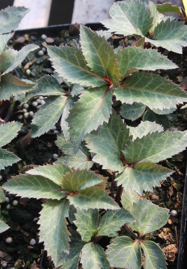 Image of Helleborus x ericsmithii 'Ruby Glow' PPAF||