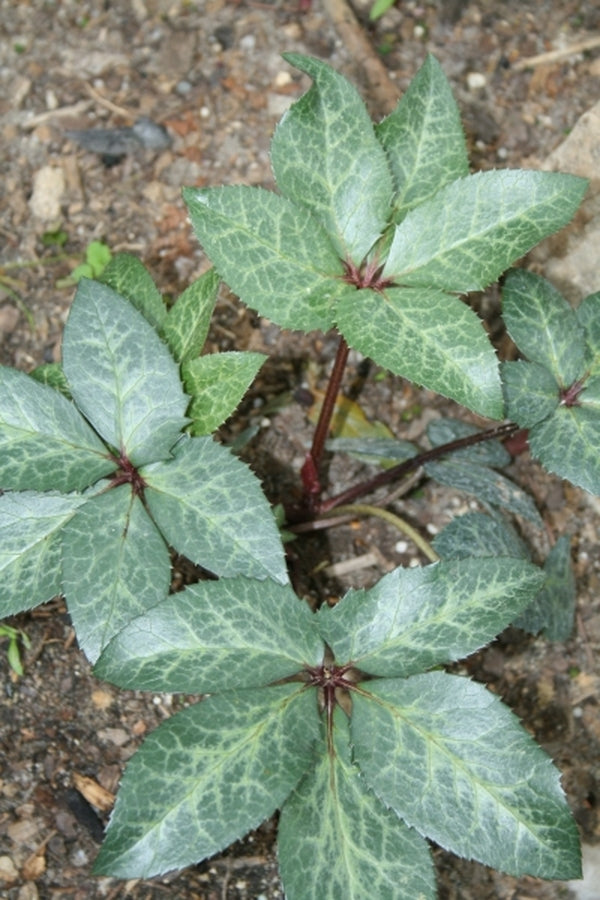 Image of Helleborus x ericsmithii 'Winter Moonbeam'|Sauls Road|