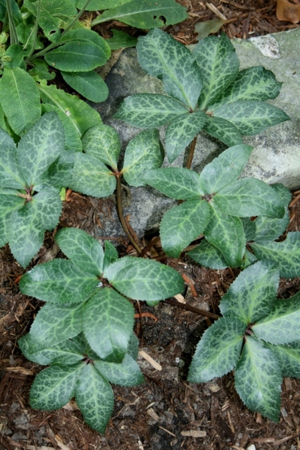 Image of Helleborus x ericsmithii 'Winter Moonbeam'|Juniper Level Botanic Gdn, NC|JLBG