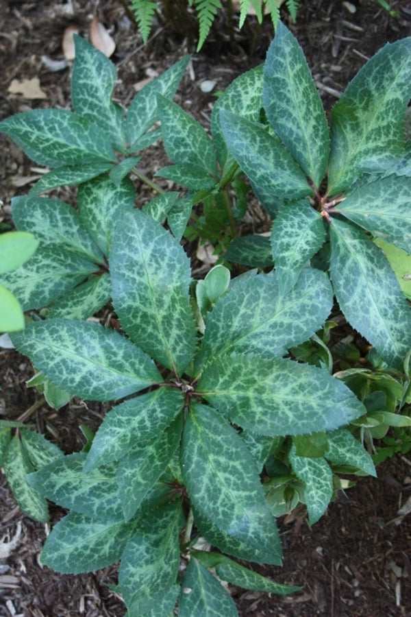 Image of Helleborus x ericsmithii 'Winter Moonbeam'|Juniper Level Botanic Gdn, NC|JLBG