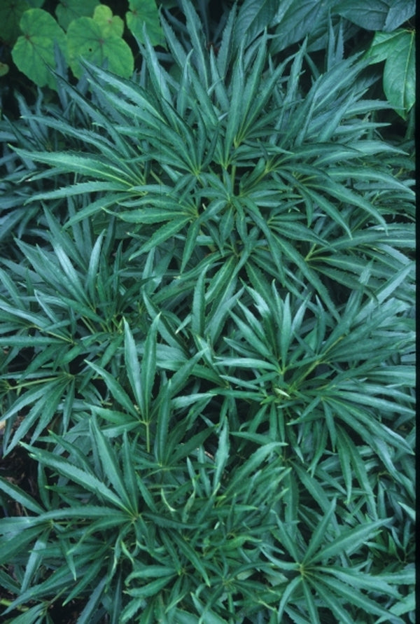 Image of Helleborus foetidus 'Autumn Moon'|Juniper Level Botanic Gdn, NC|JLBG
