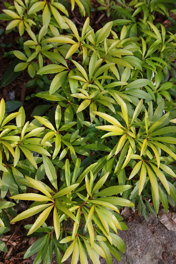 Image of Helleborus foetidus 'Chedglow'|Juniper Level Botanic Gdn, NC|JLBG