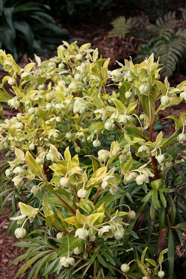 Image of Helleborus foetidus 'Chedglow'|Juniper Level Botanic Gdn, NC|JLBG