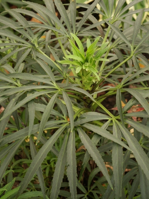 Image of Helleborus foetidus 'Dunham Narrow Leaf'|Juniper Level Botanic Gdn, NC|JLBG