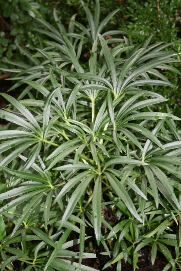 Image of Helleborus foetidus 'Green Giant'|Juniper Level Botanic Gdn, NC|JLBG
