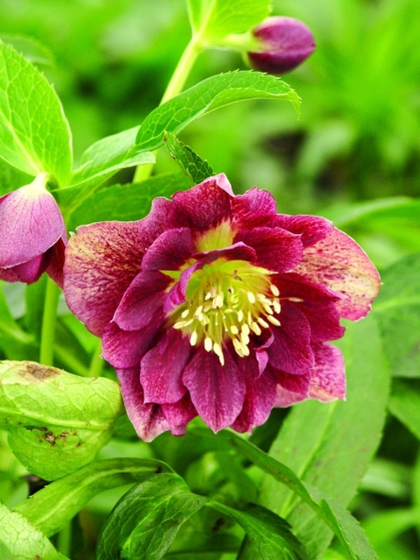Image of Helleborus x hybridus Heronswood Double Lavender Strain 2 QT|Juniper Level Botanic Gdn, NC|JLBG