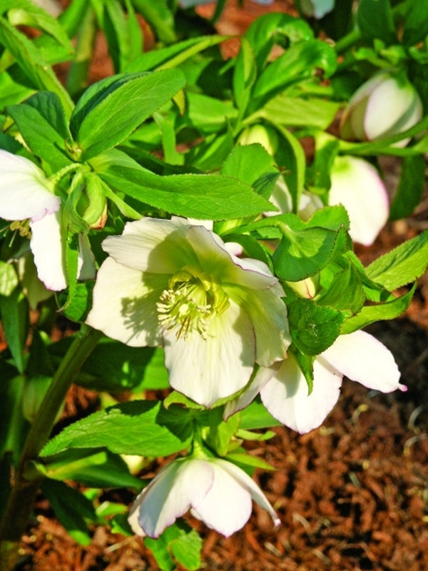 Image of Helleborus x hybridus Heronswood Single White|Juniper Level Botanic Gdn, NC|JLBG