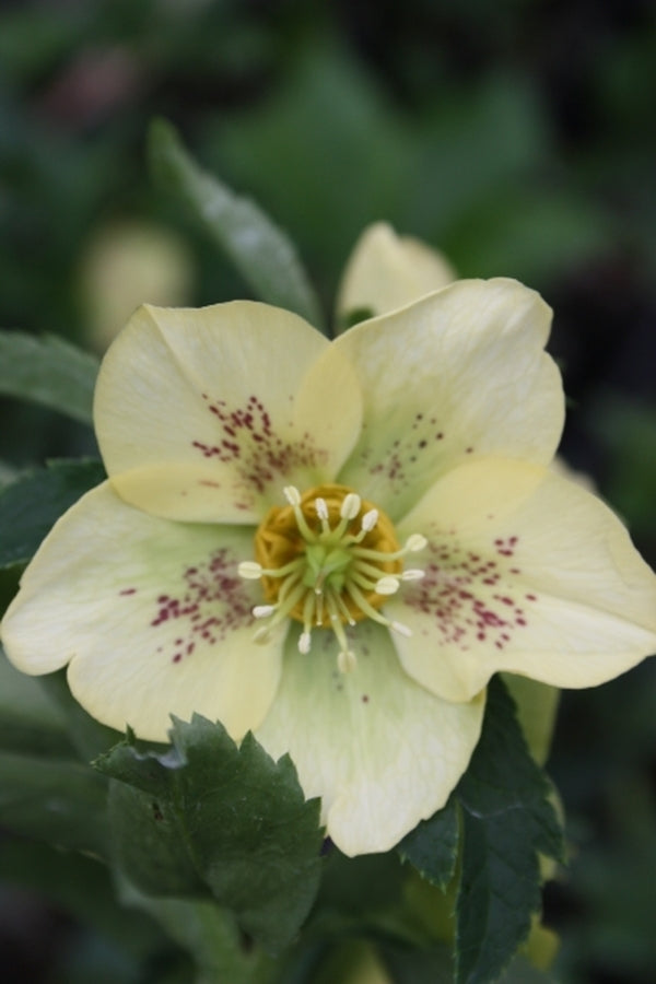Image of Helleborus x hybridus 'Mello Yellow' Strain|Juniper Level Botanic Gdn, NC|JLBG