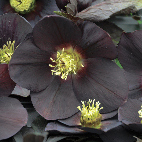 Image of Helleborus x hybridus 'New York Night'taken at Walters Gardens, MI by Walters Gardens