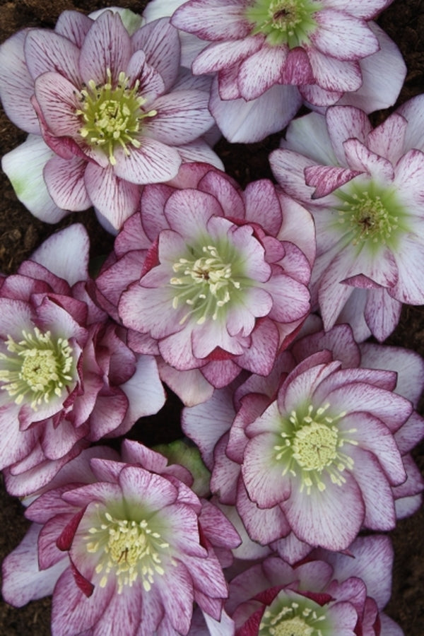 Image of Helleborus x hybridus PDN Double Bicolor 2 QT|Juniper Level Botanic Gdn, NC|JLBG