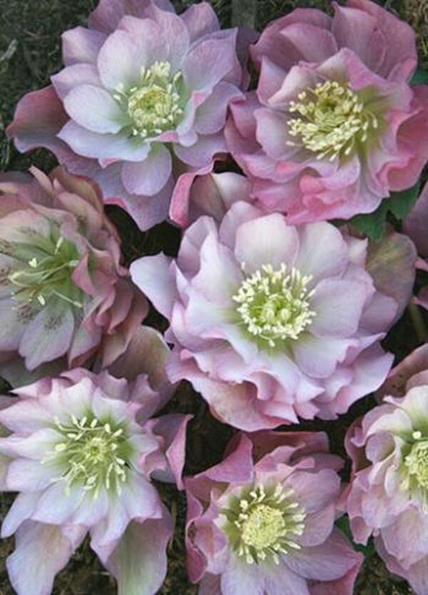 Image of Helleborus x hybridus PDN Double Pink 2 QT|Juniper Level Botanic Gdn, NC|JLBG